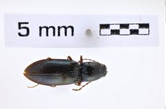 Foto (Dorsalansicht) von Hypoganomorphus laevicollis (Mannerheim, 1852) (NHMW-ZOO-COL-0007840)